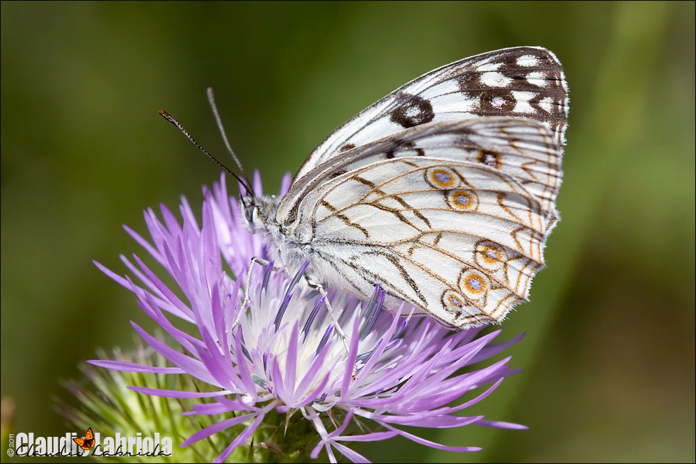 Melanargia arge