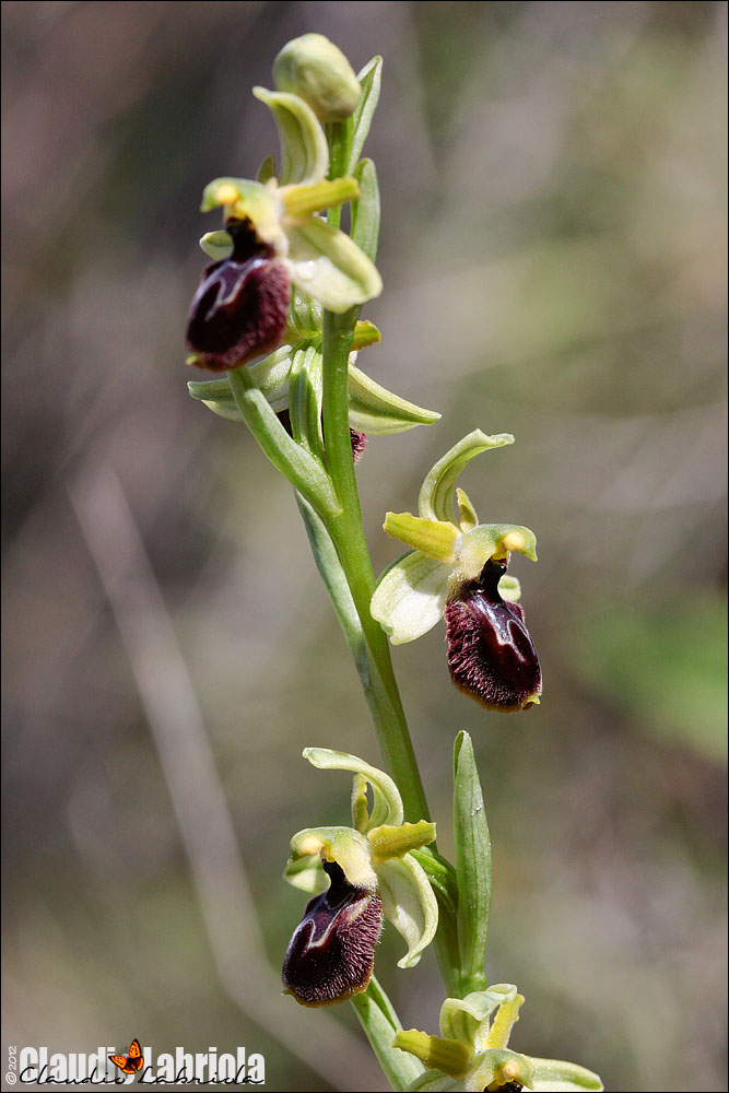 Ophrys sp. (da determinare) - Ophrys exaltata