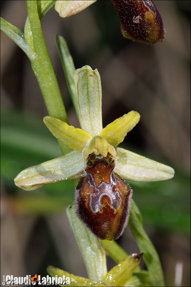 Ophrys sp. (da determinare) - Ophrys exaltata