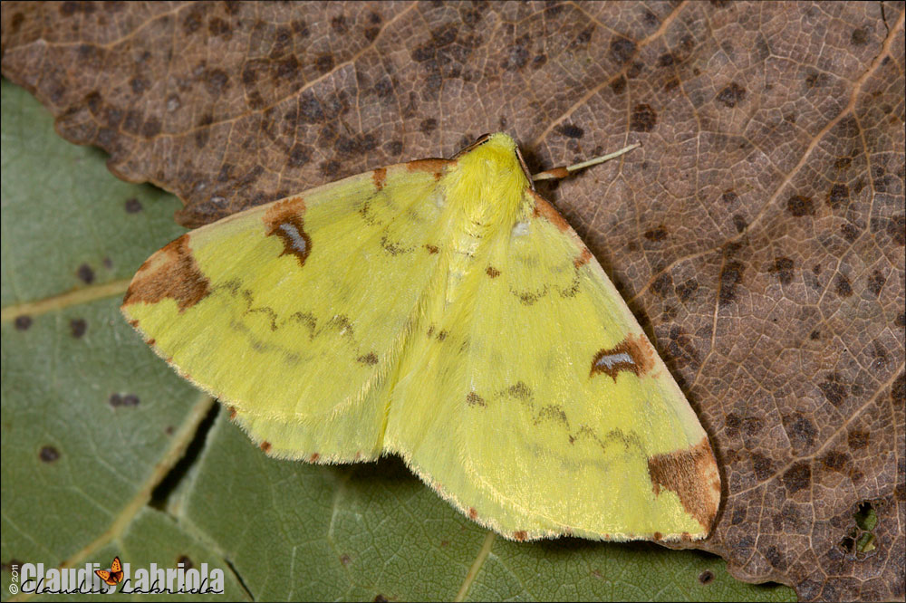 Opisthograptis luteolata (Linnaeus, 1758)