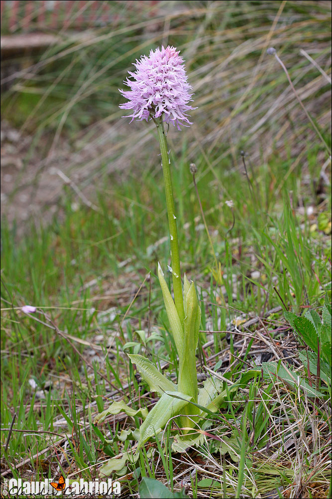 Orchis italica / Orchidea italiana