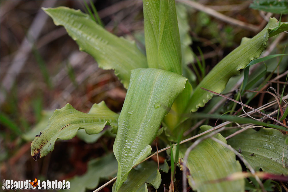 Orchis italica / Orchidea italiana