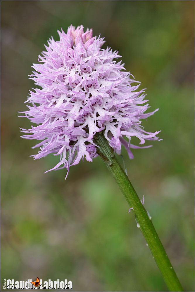 Orchis italica / Orchidea italiana