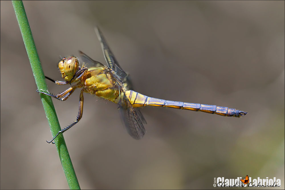 Orthetrum coerulescens (giovane maschio)