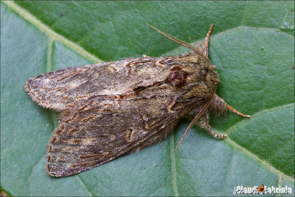 Noctuidae: aiuto id (1) - Peridea anceps (Notodontidae)