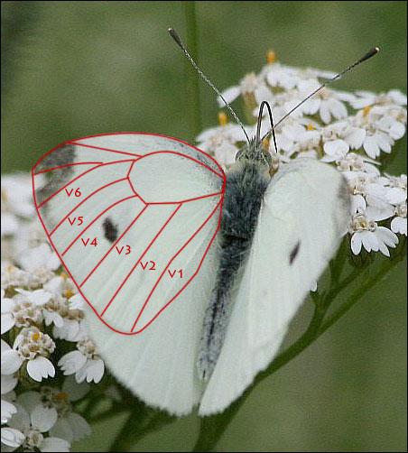 Pieris rapae? - S