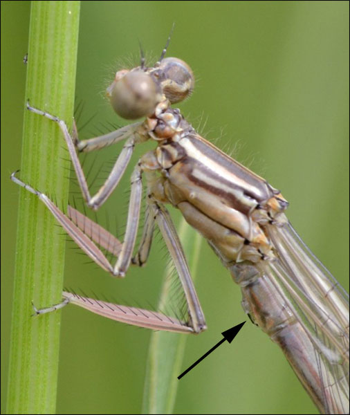 ID: Lestidae sp.?