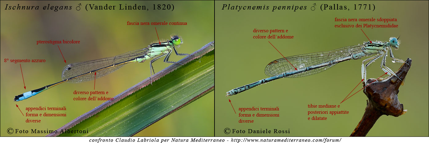 Odonata da identificare! - Platycnemis pennipes