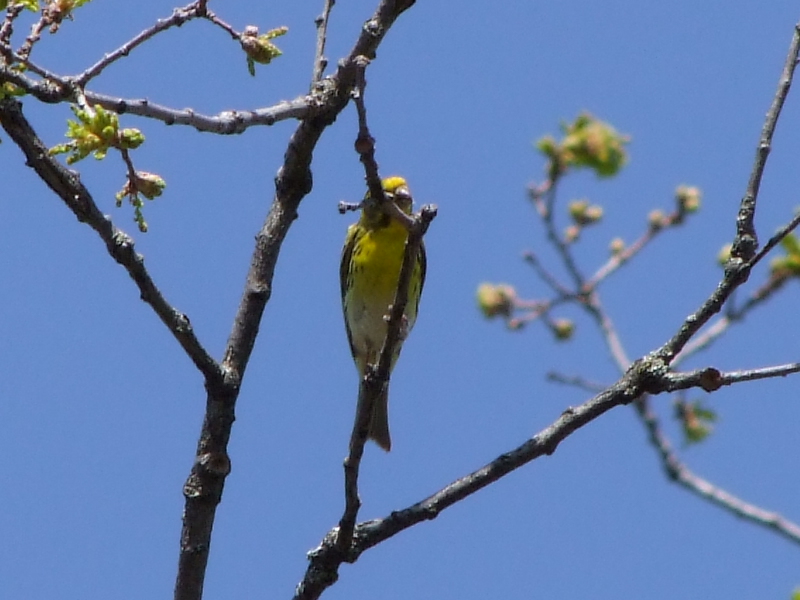 Uccellino giallo