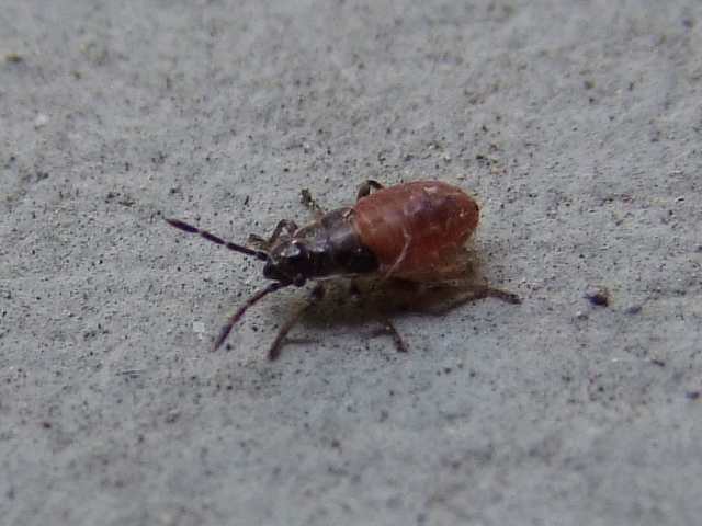 ninfa di Lygaeidae, Arocatus sp.