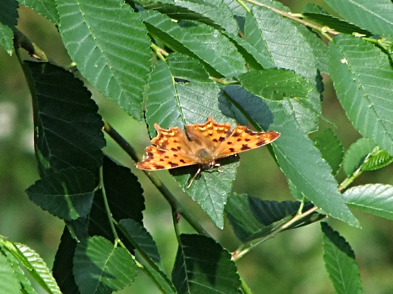 Farfalla arancione