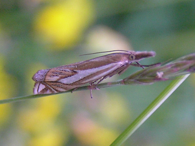 corr: Crambus pratellus Linnaeus 1758