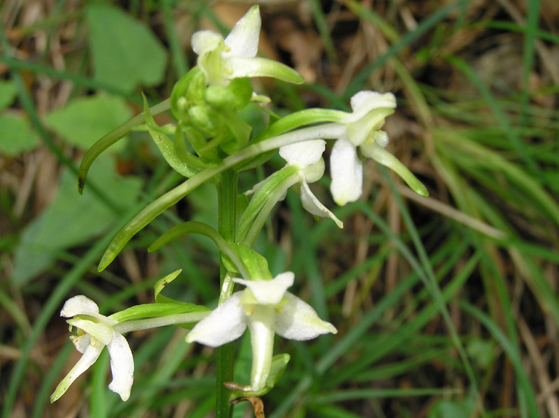 ID: Platanthera chlorantha della Bavaria/Germania