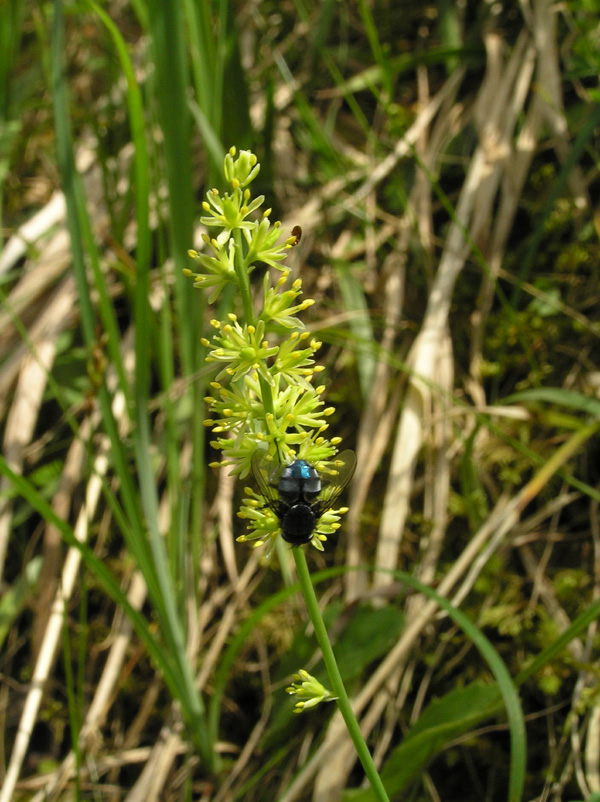 Tofieldia calyculata / Tajola comune