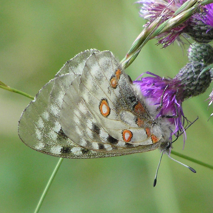 Un giro per cercare Limax (2007-2015)