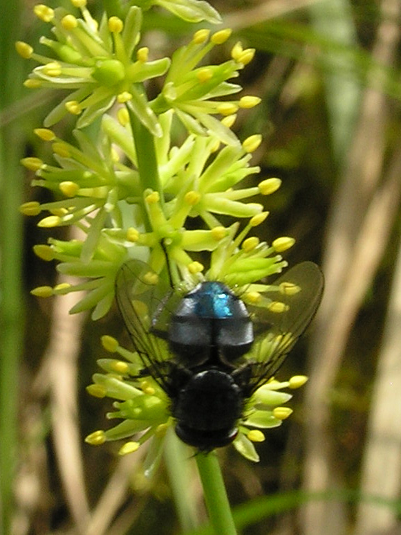 ID: Calliphoridae