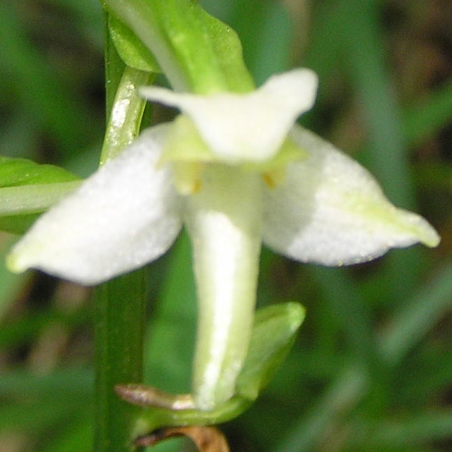 ID: Platanthera chlorantha della Bavaria/Germania