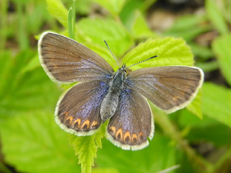 ID: Plebejus idas Linnaeus 1761