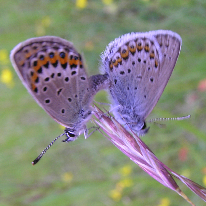 ID: Plebejus idas Linnaeus 1761