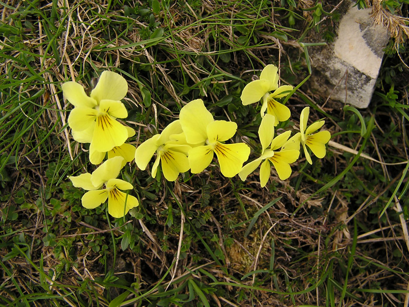 Viola eugeniae della Maiella