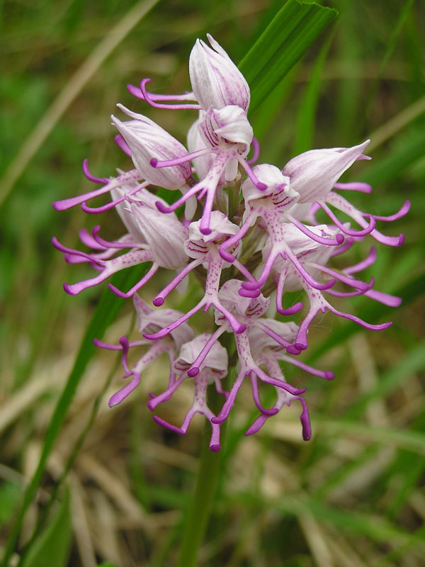 Orchis della Svizzera: Orchis simia