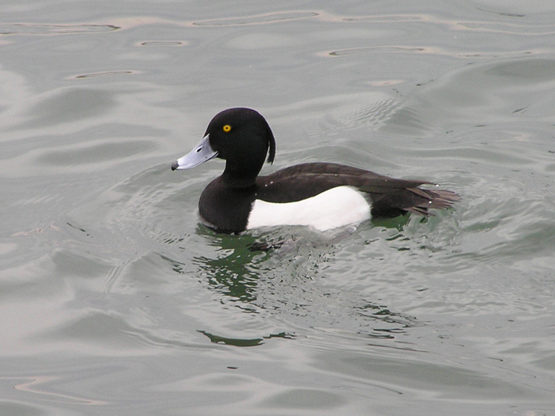 ID: Moretta - Aythya fuligula (Linnaeus 1758)