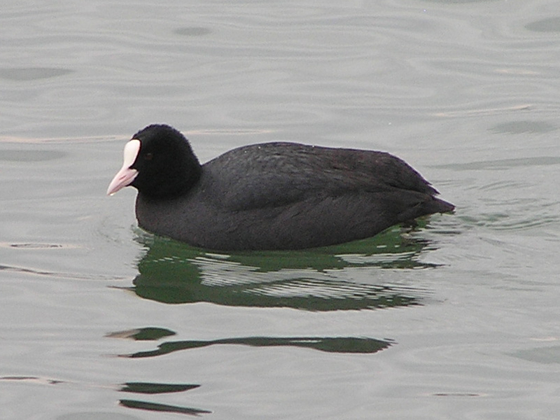 Fulica atra