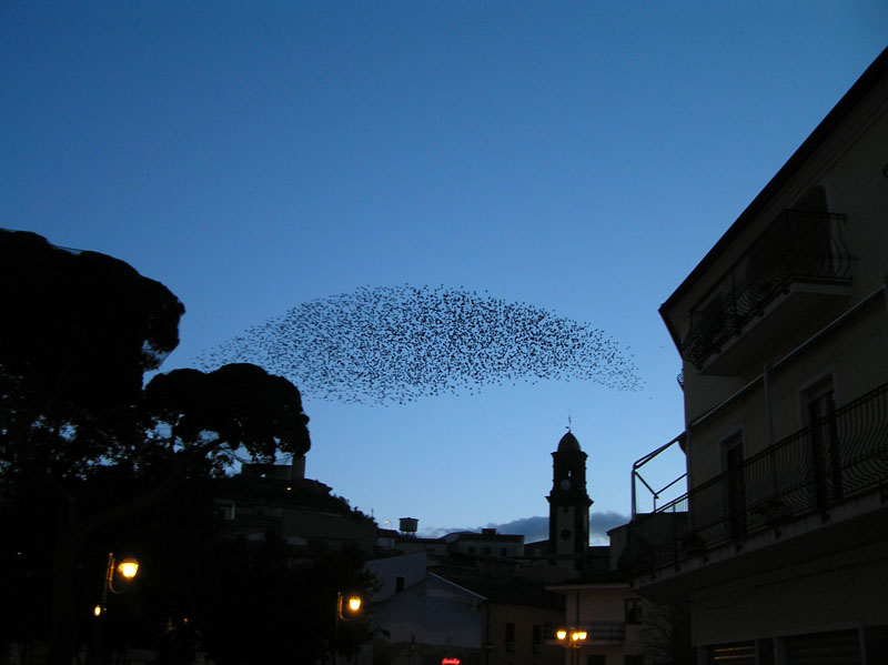 Storni (Sturnus vulgaris) in Technicolor.