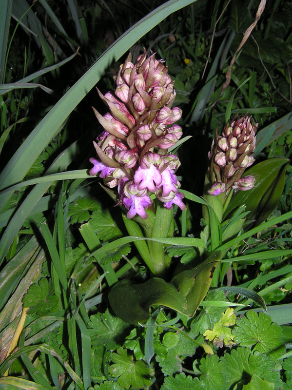 Orchis della Sardegna