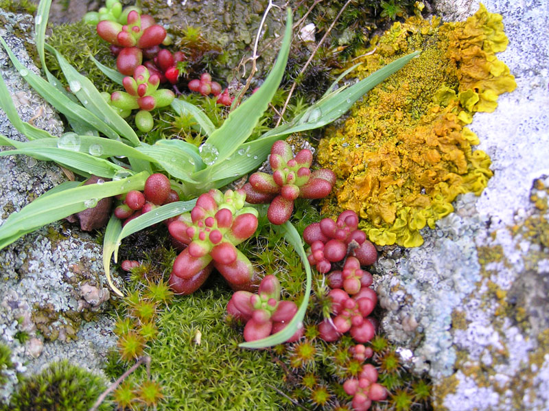 Sedum caeruleum da Ittireddu - Sardegna