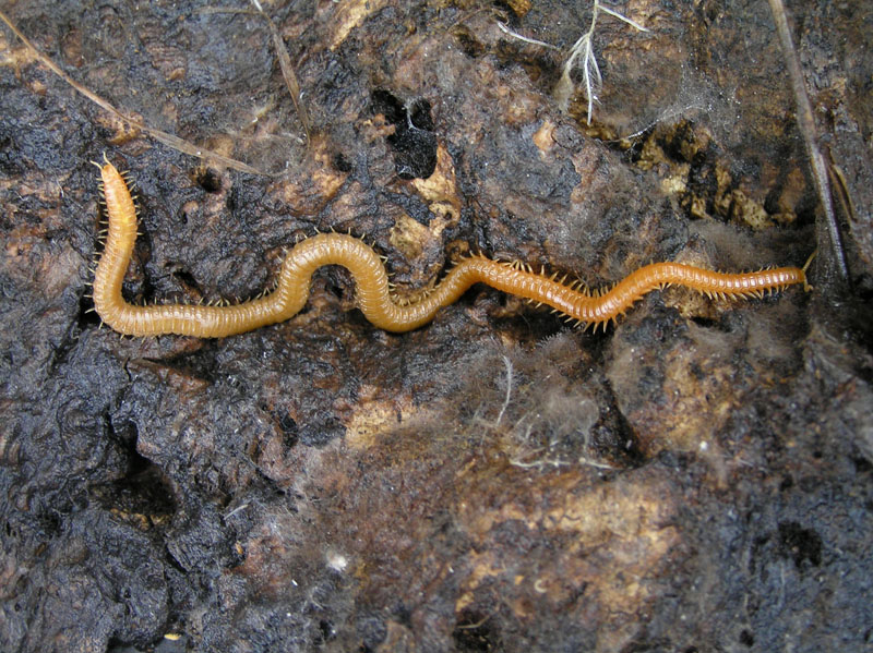 99 piedi della Sardegna (Geophilomorpha)