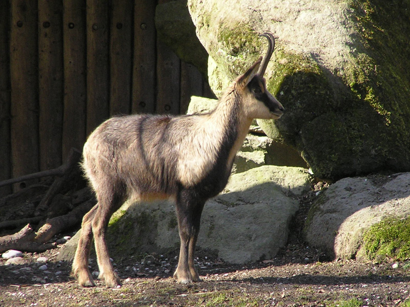 Camoscio: Rupicapra pyrenaica ornata