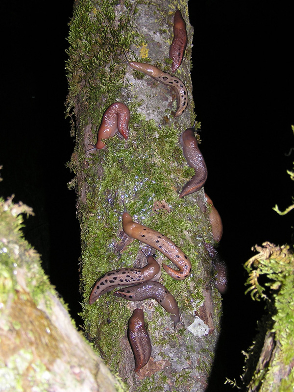 Limax dal Monte Serra (PI)