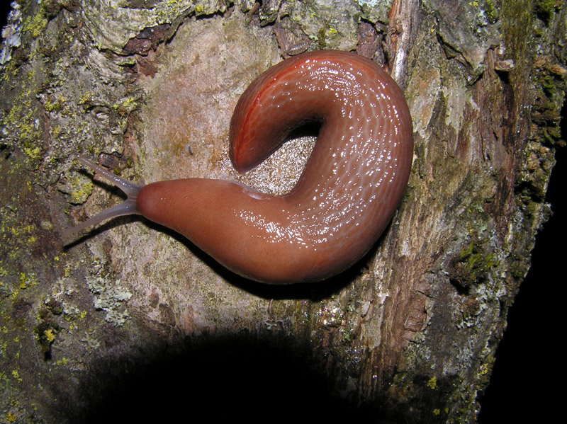 Limax dal Monte Serra (PI)