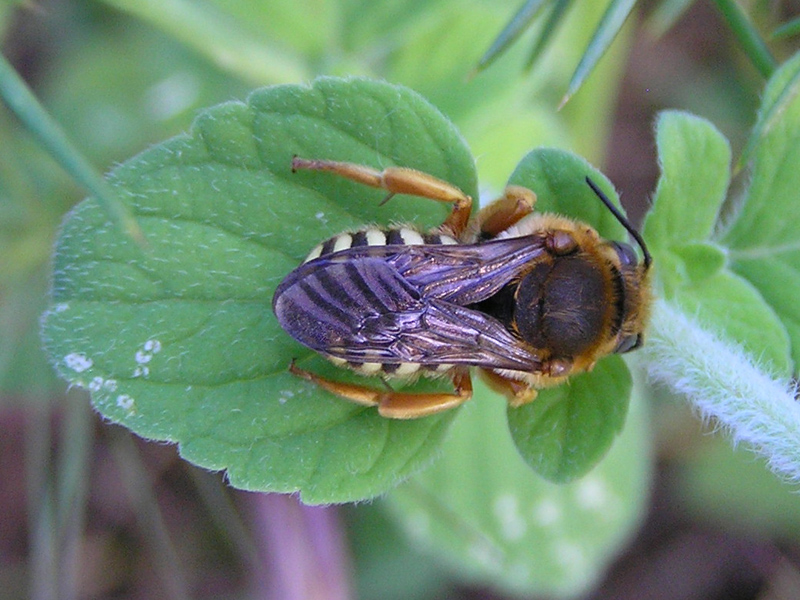 Apidae Megachilinae (Trachusa, Anthidium o simile)