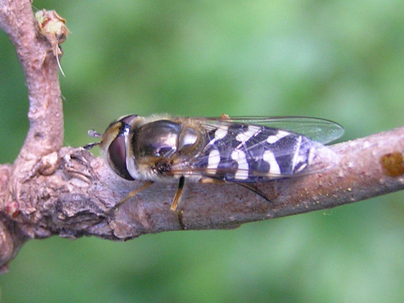 Syrphidae da Lettomanoppello