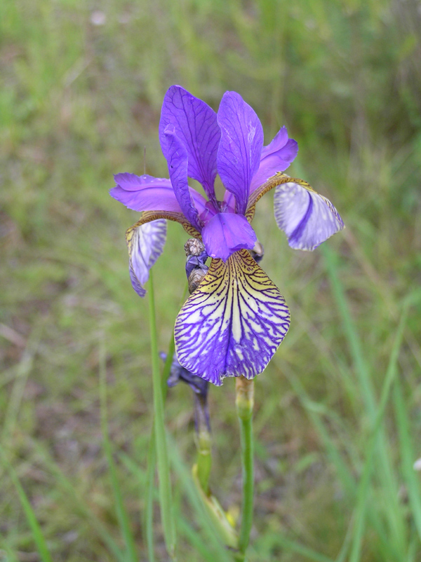 Iris sibirica Linnaeus