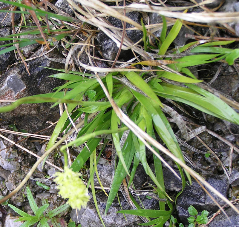 Tofieldia calyculata