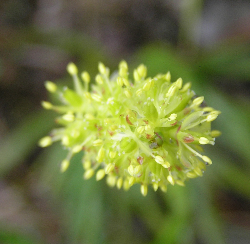 Tofieldia calyculata