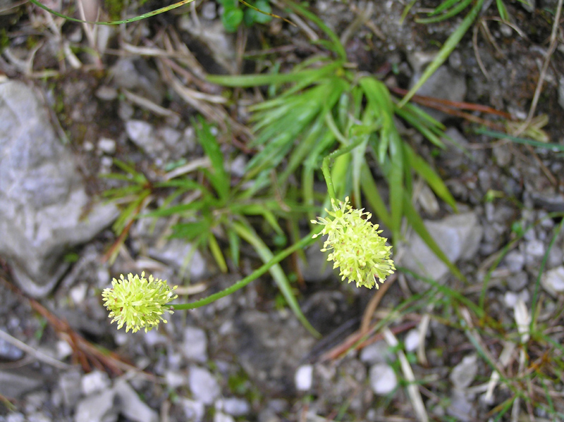 Tofieldia calyculata