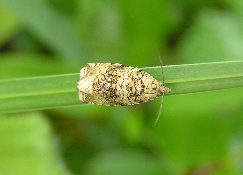 ID prego: Celypha lacunana Denis & Schiffermller 1775