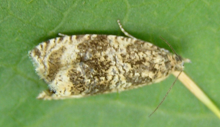 ID prego: Celypha lacunana Denis & Schiffermller 1775