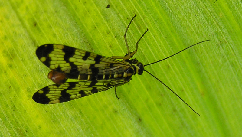 Panorpa sp. femmina