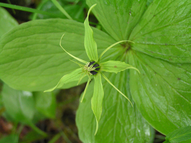 Paris quadrifolia L.