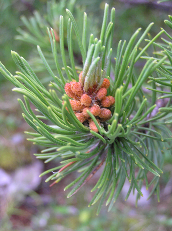 Pinus mugo / Pino mugo