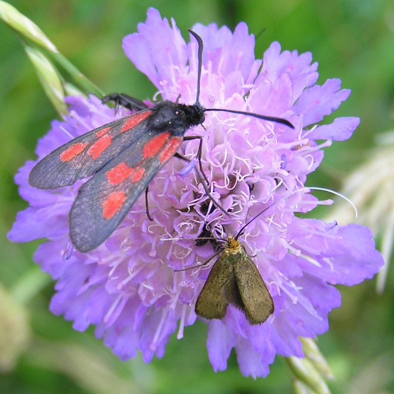 Nemophora metallica ?