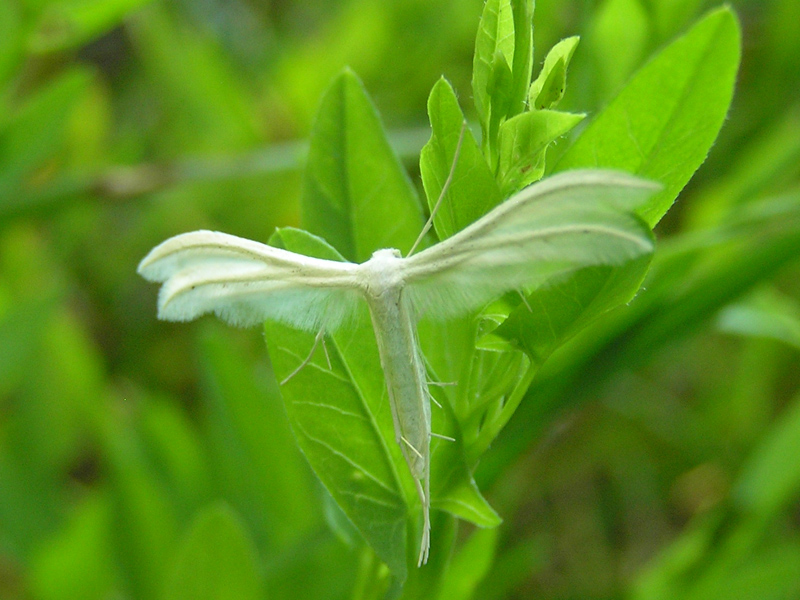 Una Pterophoridae da Tenda/Tende (F)