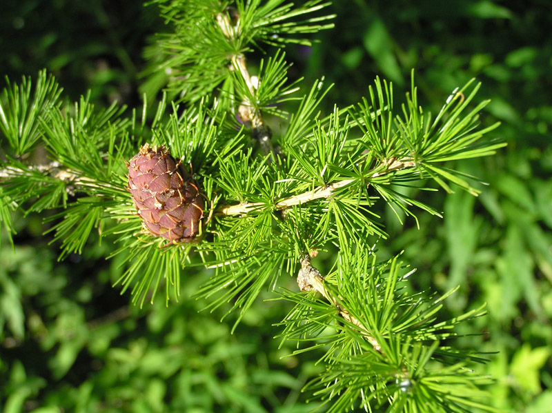 Larix decidua