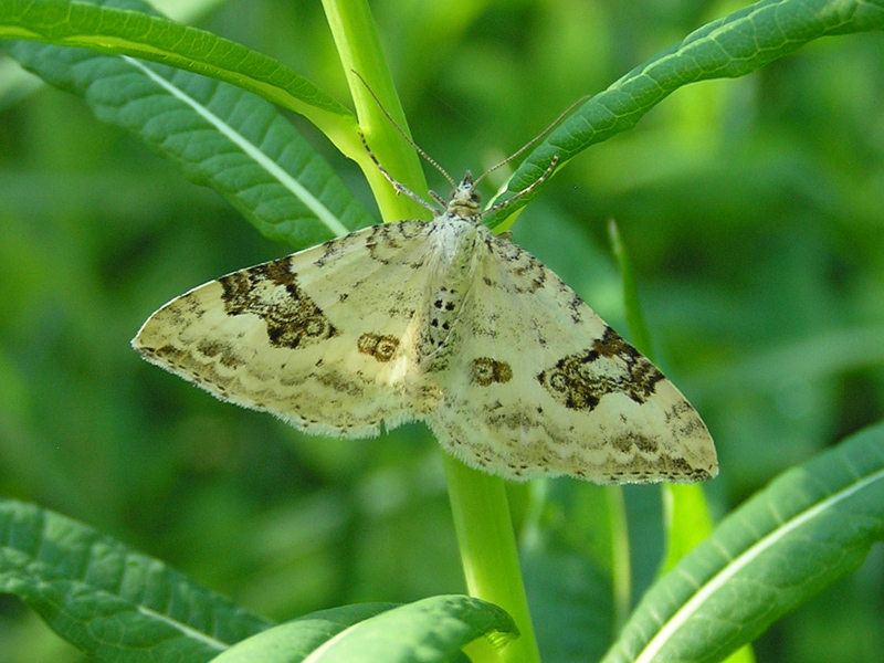 Xanthorhoe montanata delle Alpi Marittime (F)