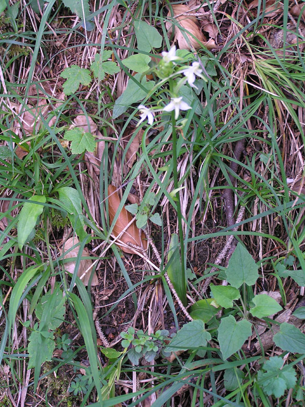 ID: Platanthera chlorantha della Bavaria/Germania